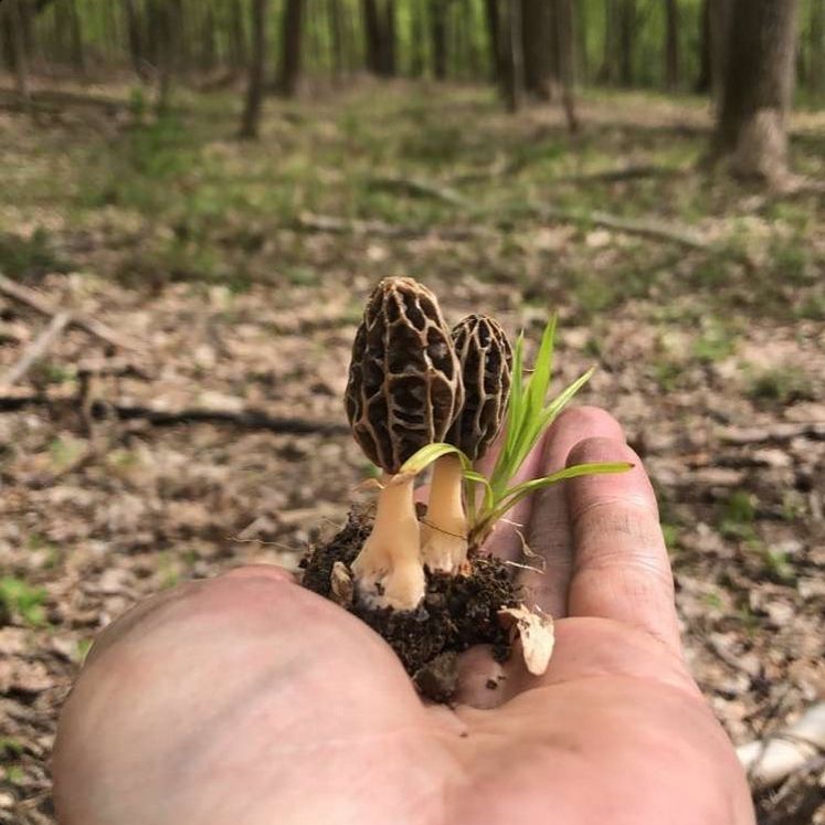 Wild mushrooms growing in the Hudson Valley