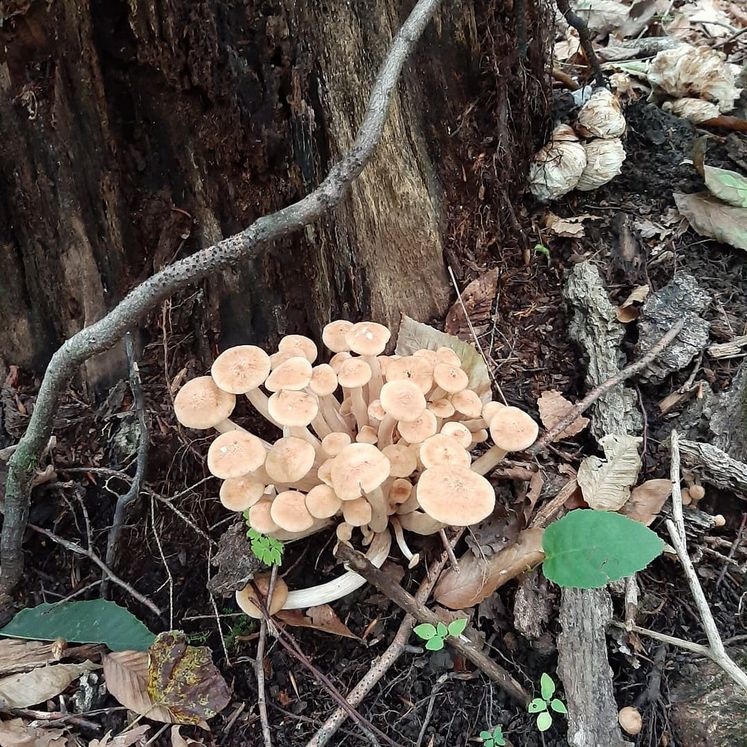 Foraged mushroom varieties