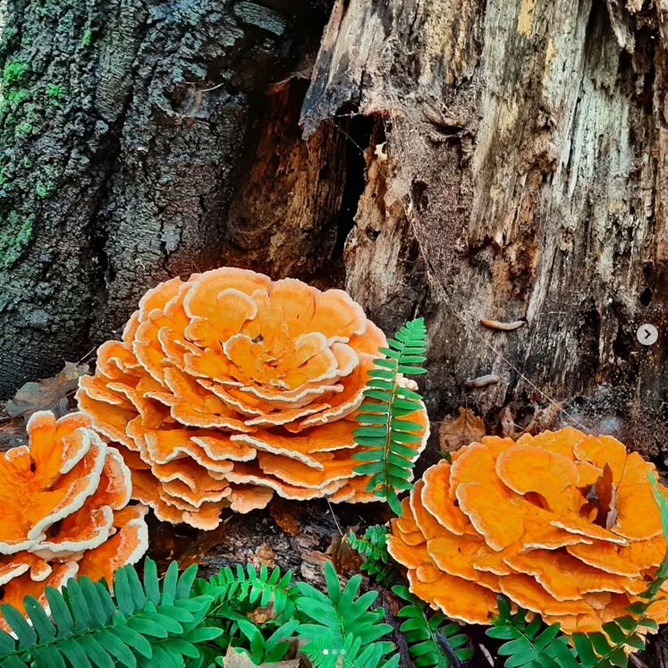 Mushroom identification in the field