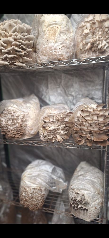 Phoenix oyster mushrooms on shelf