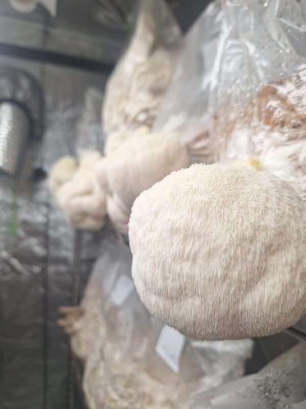 Lion's mane mushroom closeup