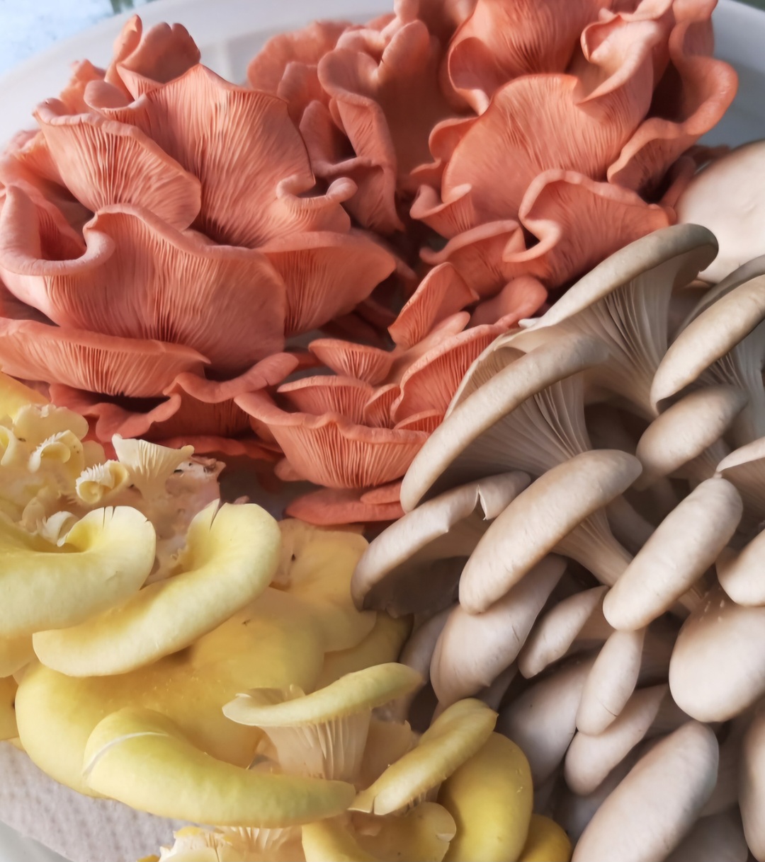Oyster mushroom trio from Farm Lane Farms