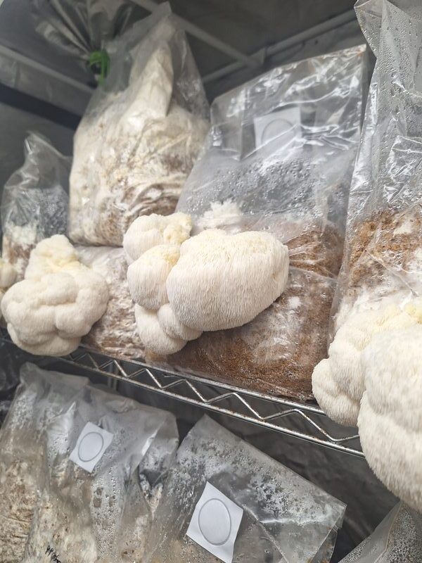 Fresh gourmet mushrooms and grow kits from Farm Lane Farms