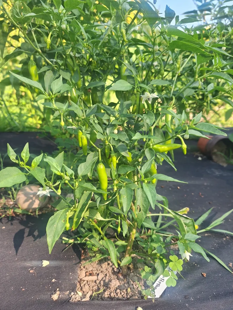 Pepper plants growing beside a lucky clover in the bed