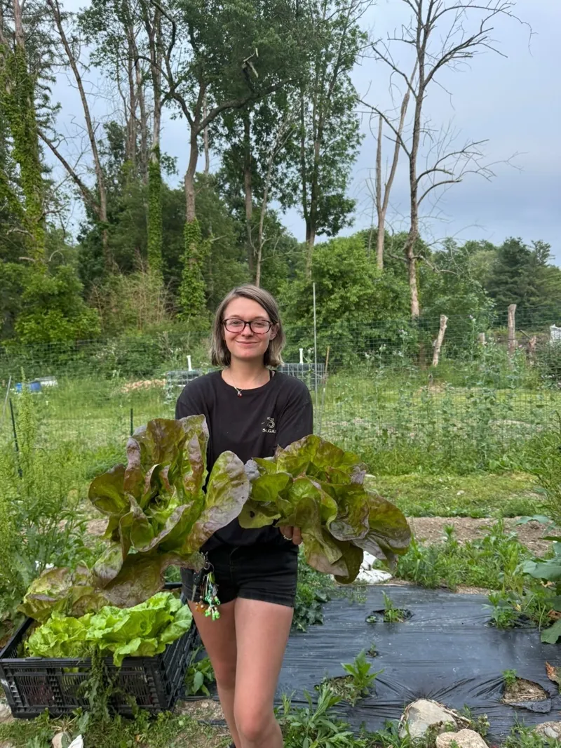 Farmer holding two heads of fresh red leaf lettuce in the field