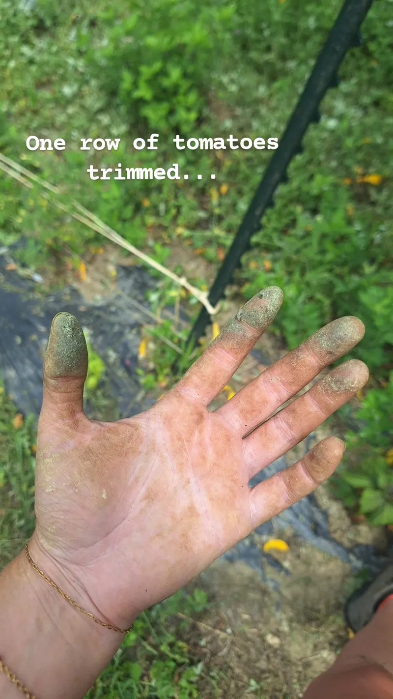 A soil-stained hand after a morning trimming tomatoes