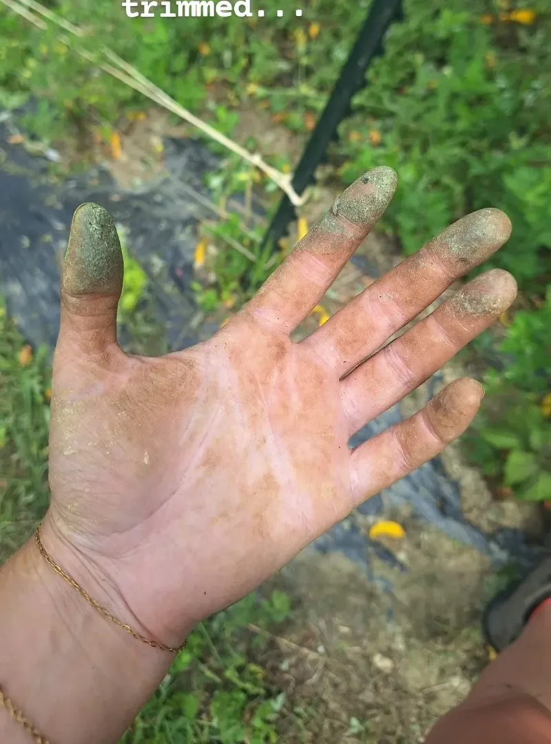A soil-stained hand after a morning trimming tomatoes