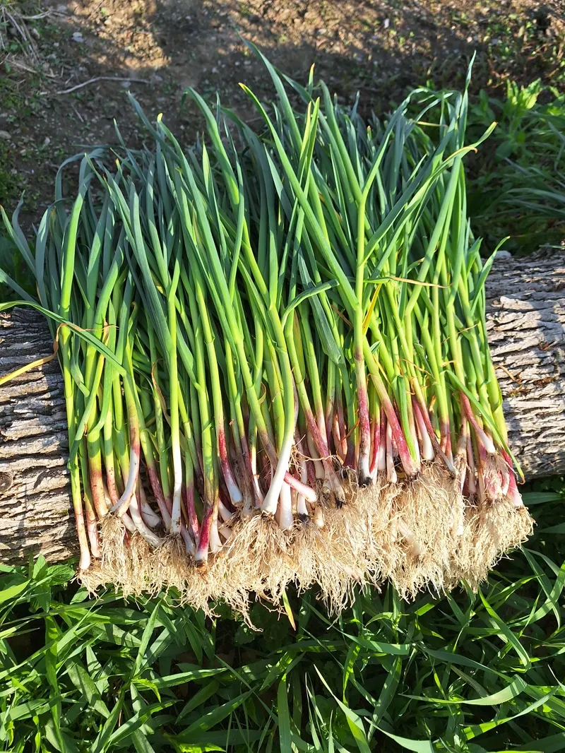 Bundle of freshly pulled scallions with pink stems, sunlit