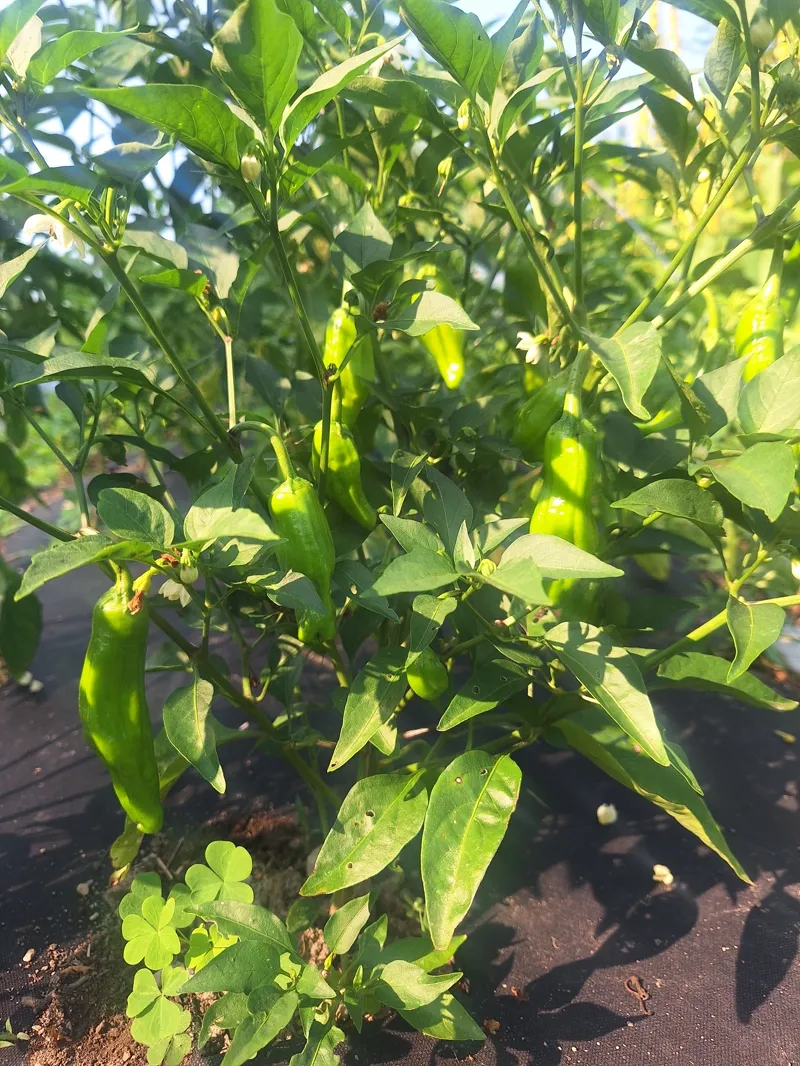 Backlit green chili peppers growing on the plant