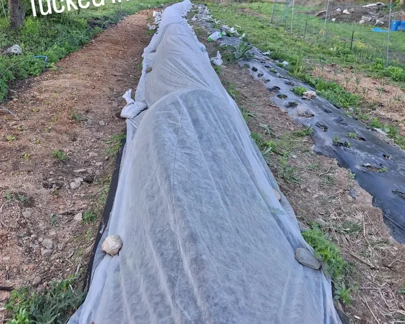 Long row covers tucked in over the beds at dusk