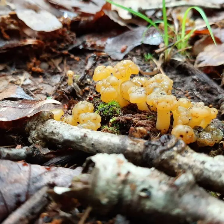 Gourmet mushrooms foraged in the wild