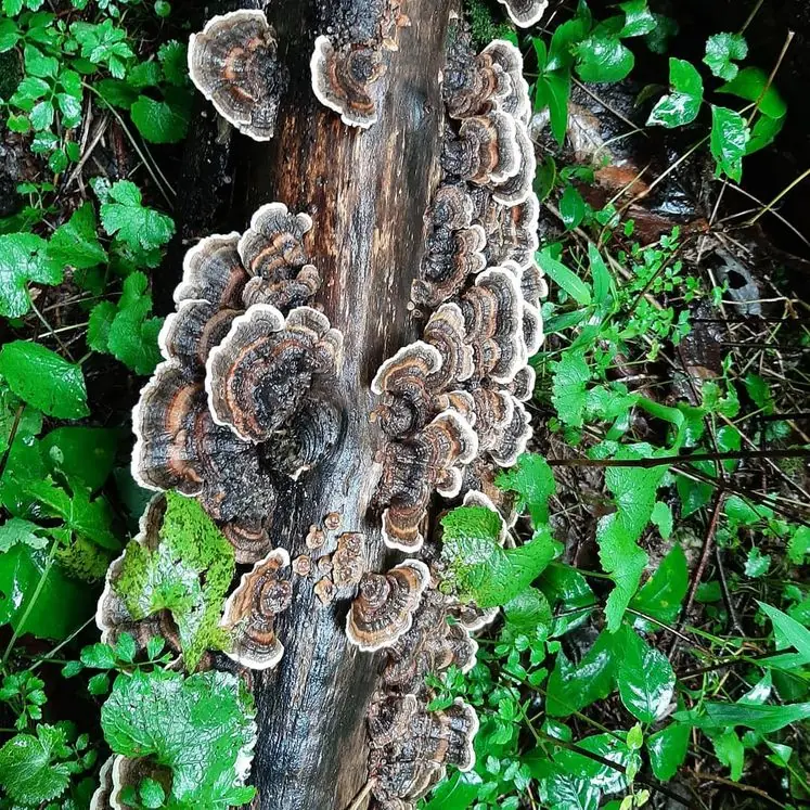Mushroom foraging finds